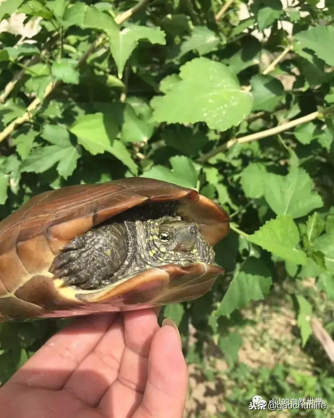 大草龟和小草龟谁好养,变异草龟和草龟的区别