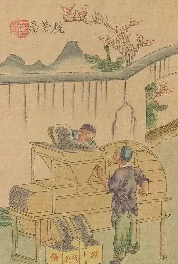 凤凰制茶工艺流程,大红袍制茶工艺流程