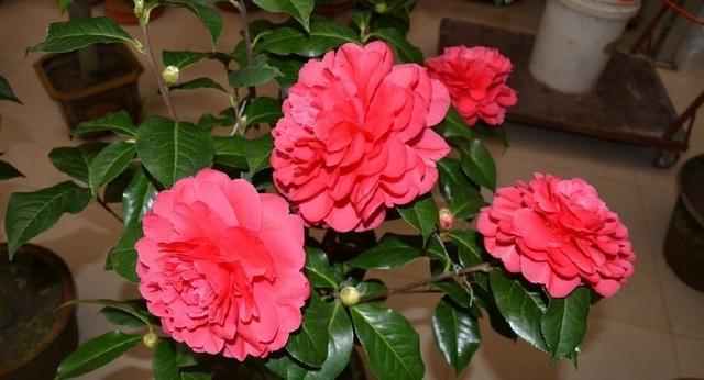 茶花怎么养花才能开得又大又好看,喜欢养花就养这6种香草植物