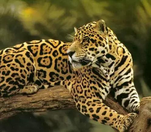 基因突变的物种,基因变异的动物大全