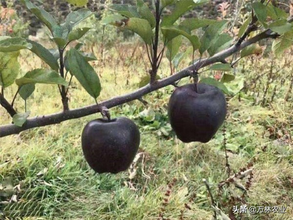 黑苹果种植技术,种植黑桃树的利润