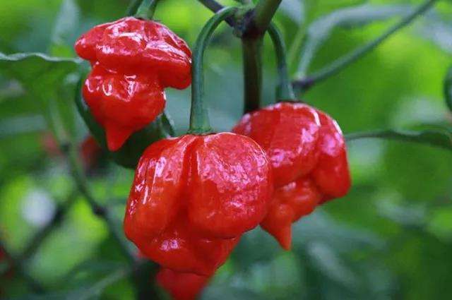 警用辣椒水喷眼睛有什么危害,警用辣椒水喷到皮肤怎么处理