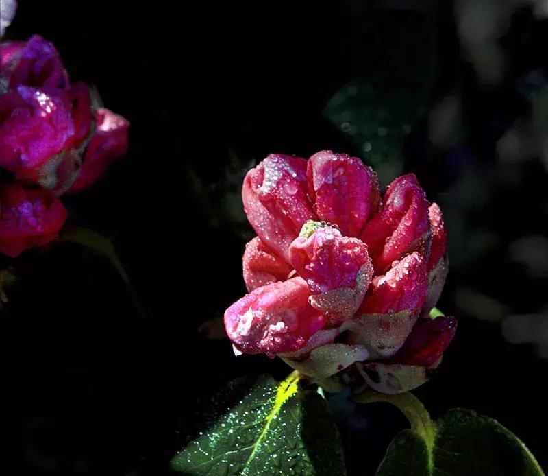 凉山最漂亮的花海,西昌赏花攻略
