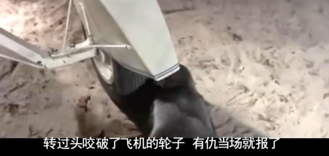 你们吃的野味蜜獾，居然是称霸非洲的平头哥