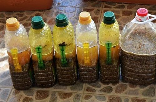 盆栽辣椒结果少,家里盆栽辣椒打枝的正确方法