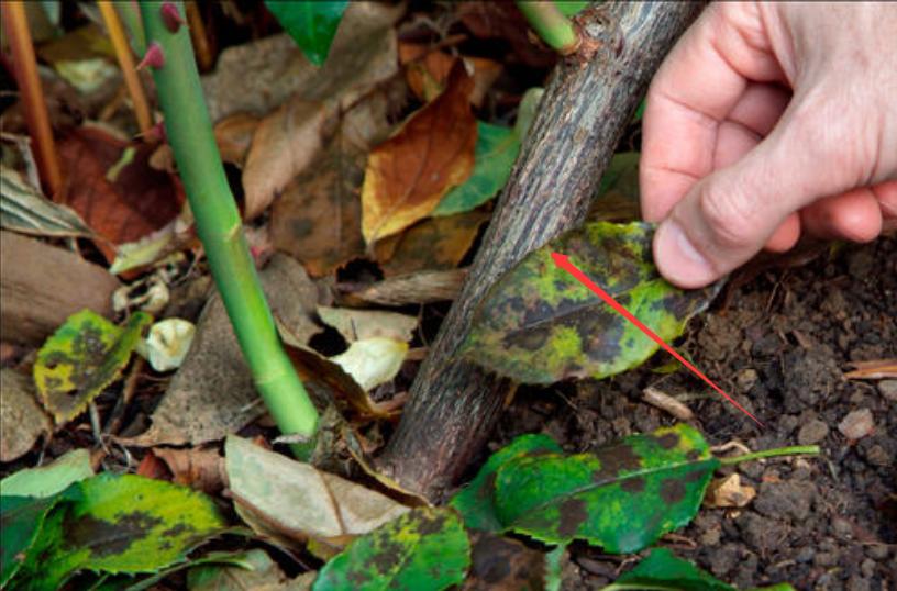 藤本月季冬季可以全剪吗,藤本月季秋天可以重剪