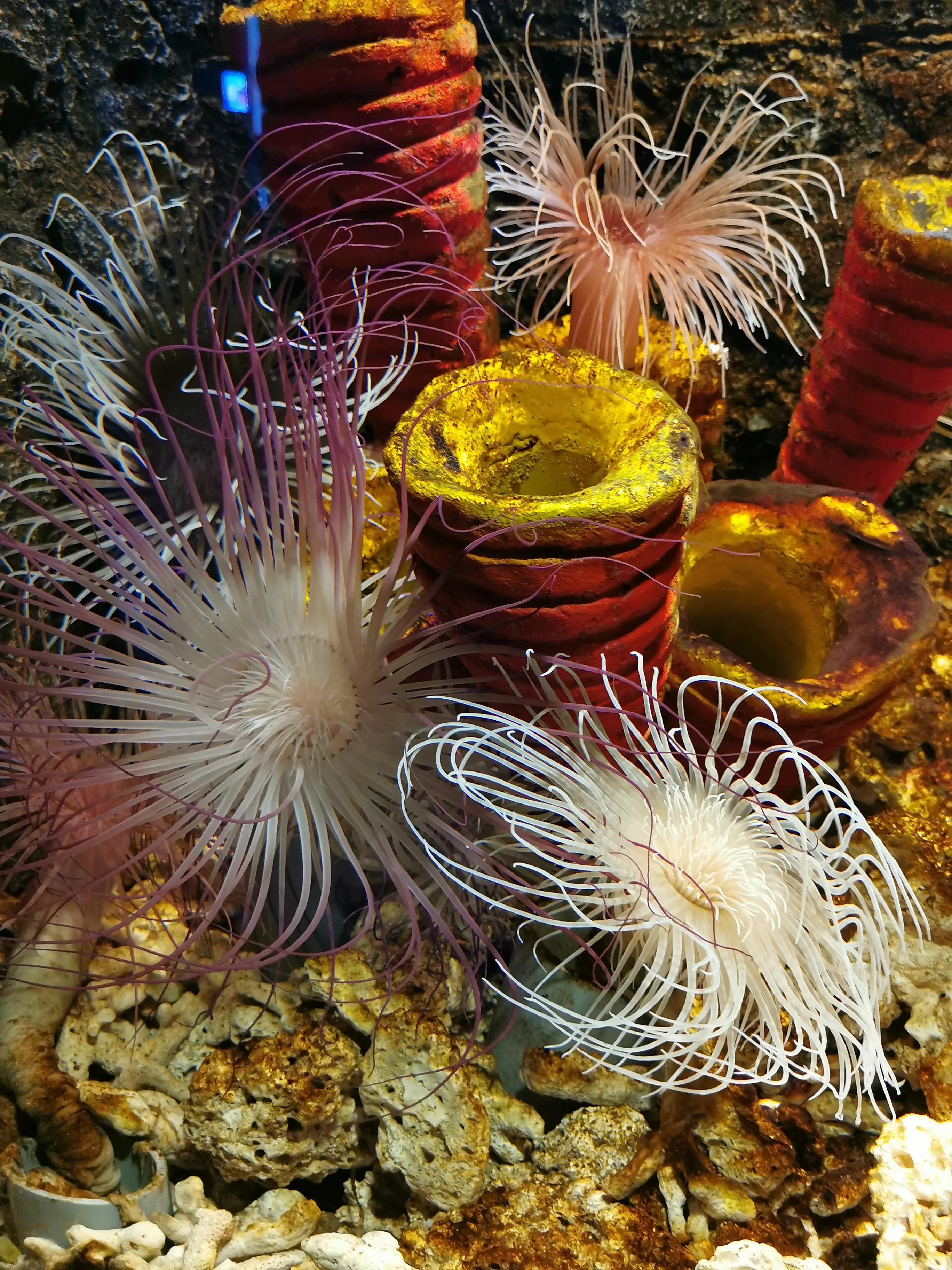 璧拌繘娴锋磱鍔ㄧ墿娴峰簳涓栫晫,鍙傝娴峰簳涓栫晫娴锋磱鍔ㄧ墿瑙嗛