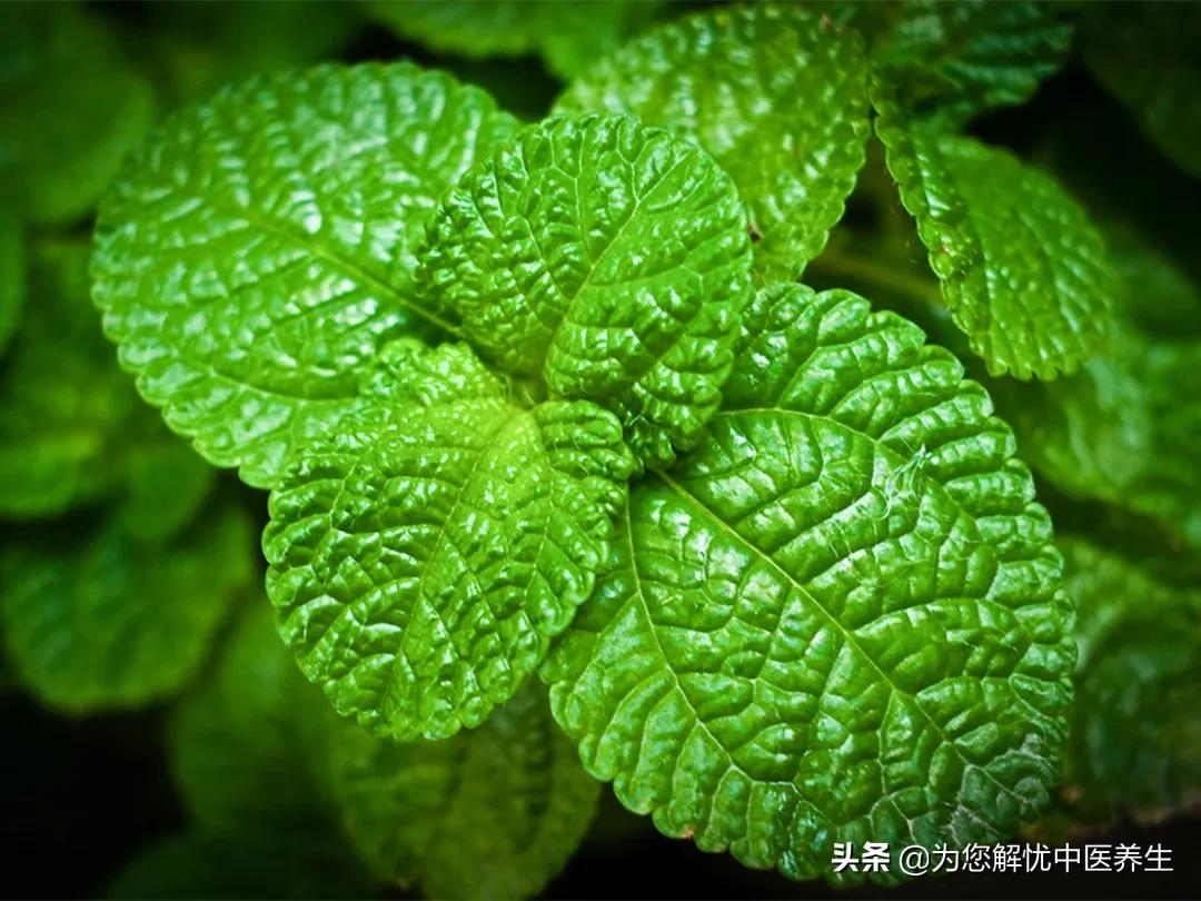 足跟疼吃什么中药方,肩胛缝疼怎么用独活寄生汤外敷