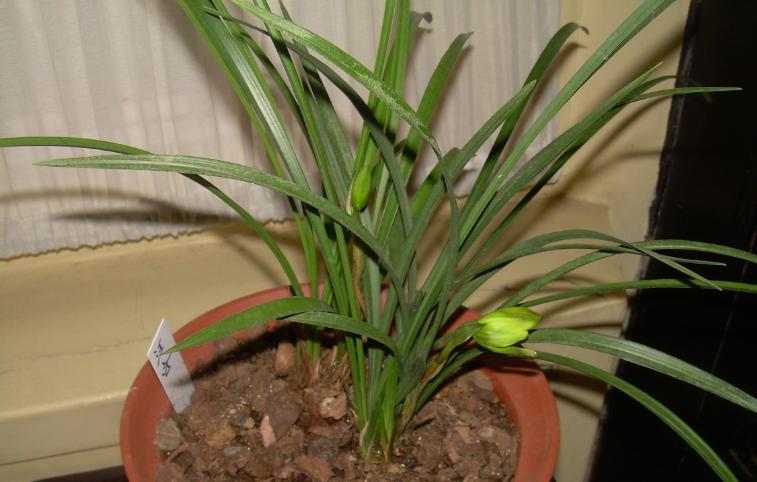 哪种兰不是真正的兰科植物,兰科兰属植物有哪些