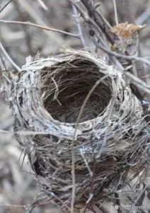 国家体育场鸟巢设计方案,国家体育场鸟巢是谁设计的