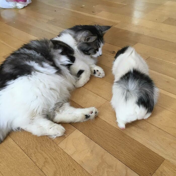 当不同物种的小动物们忽然“撞衫”…同款配色双倍的可爱