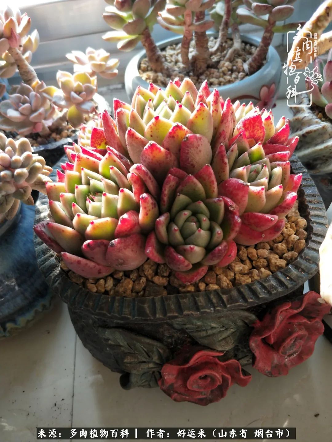 这世上怎么会有那么可爱的小可爱,这世上怎么有这么可爱的小生物