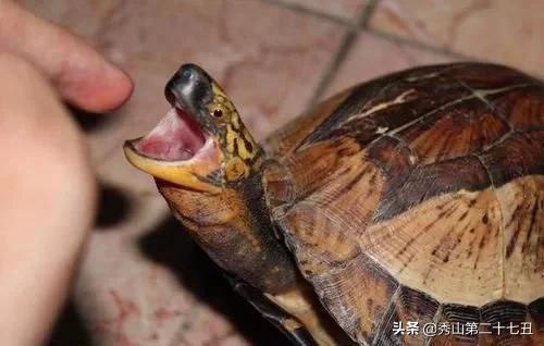 大乌龟咬小乌龟解决办法,钥匙突然被乌龟咬到不松手怎么办