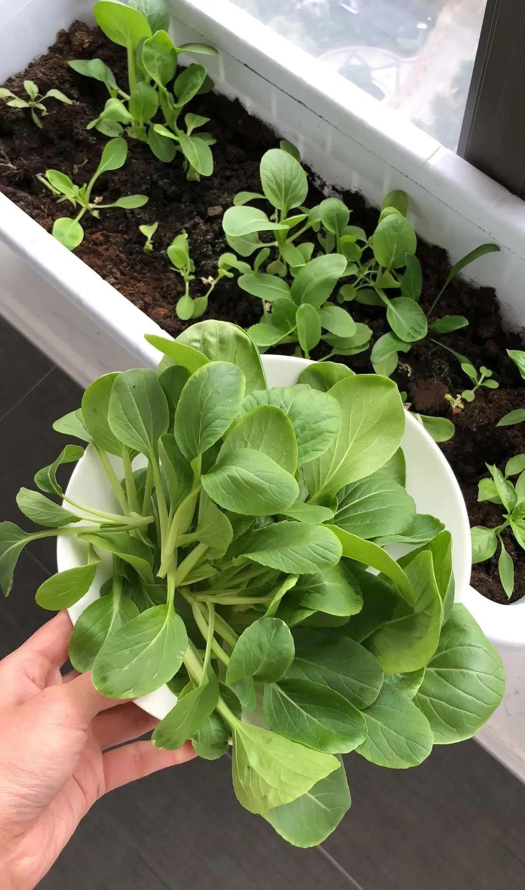 适合懒人家庭种菜100种,家里种菜这3种就够了