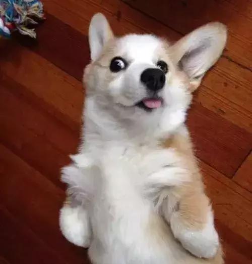 小短腿柯基有点可爱,柯基小短腿好可爱