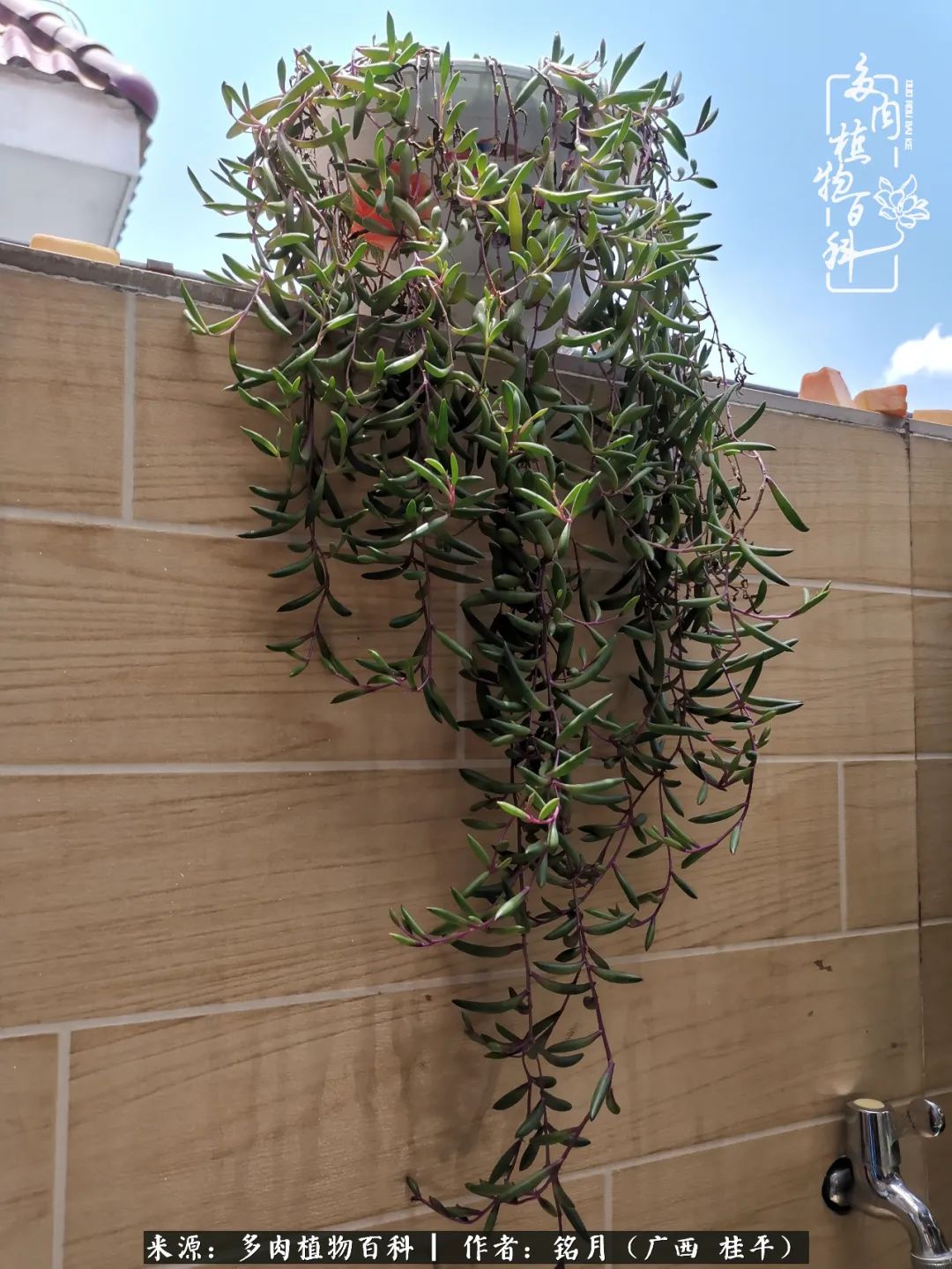 多肉怎么养出色彩,多肉很容易出现美丽的色彩