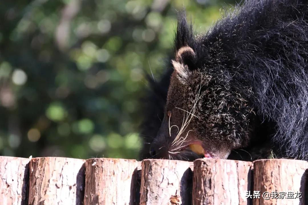 生物的多样性之美,生物多样性之美介绍