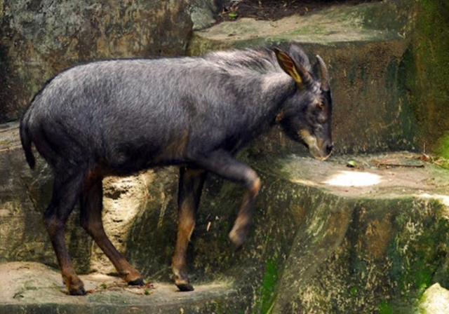 高山上的马,高山上的骏马