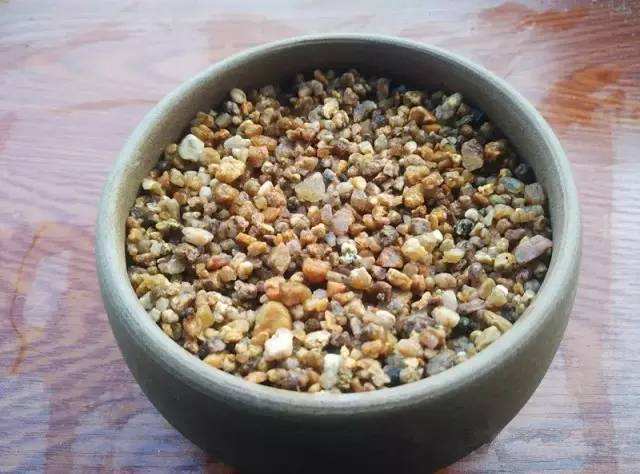 多肉一直不长根，怎么办，教你5招，多肉秒发根！