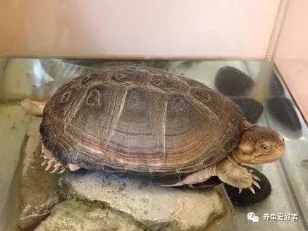 养龟十大禁忌是什么,养龟的七大禁忌有哪些
