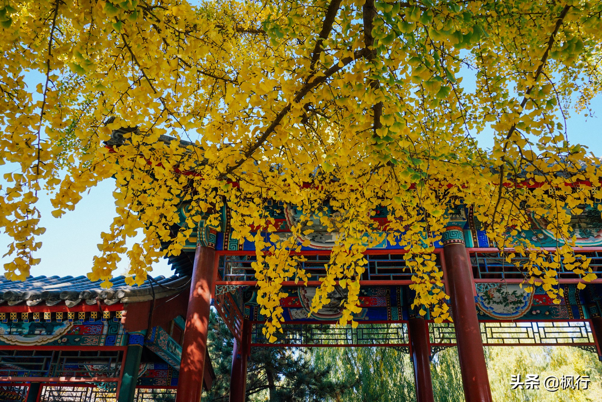 北京18个看银杏的好地方在哪,北京八大处看银杏攻略