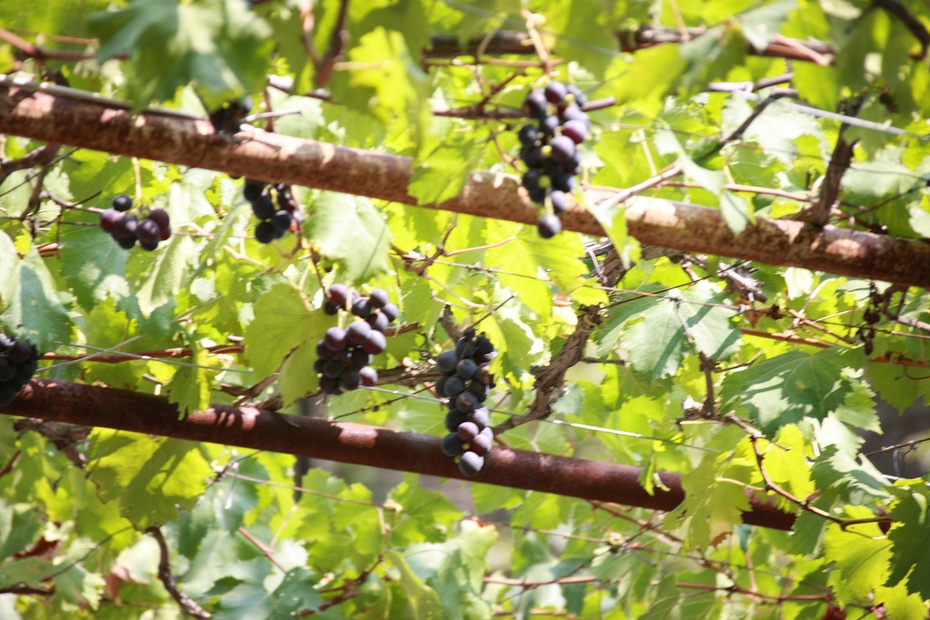 米亚罗-大美理礼县