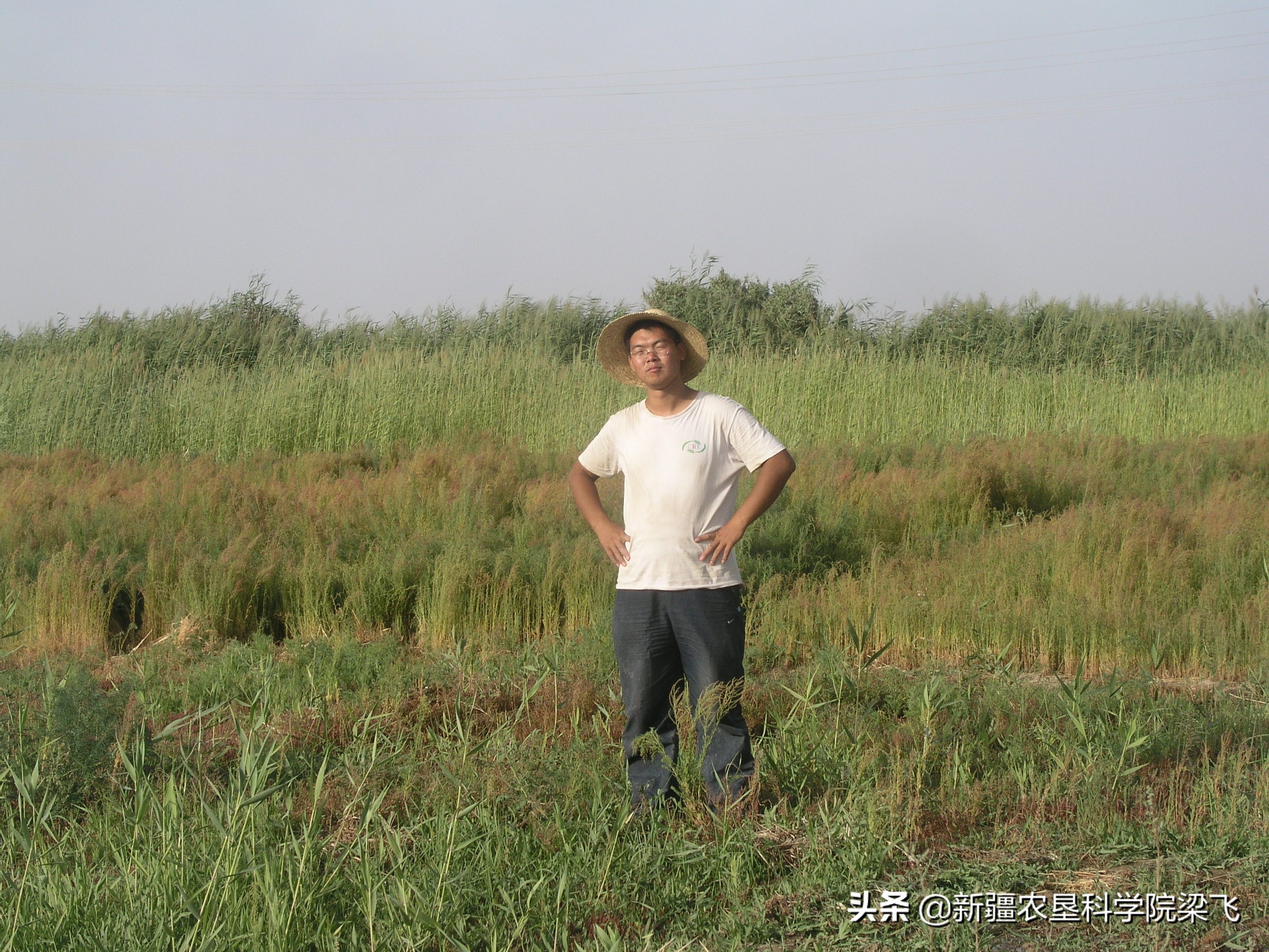 新疆盐碱地盐地怎么改良,新疆盐碱地适合生长什么蔬菜