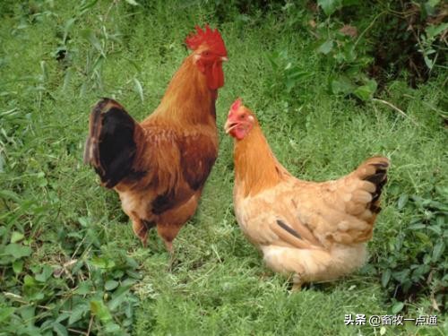 肉鸡规划养殖规模怎么算的,肉鸡场规划设计图