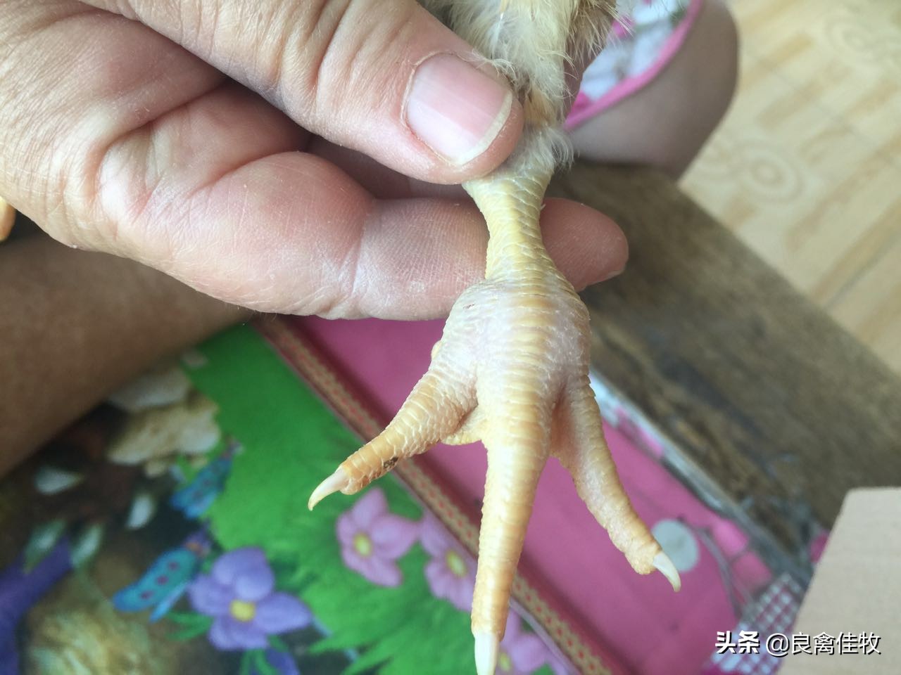 滑液囊支原体在鸡什么部位注射,蛋鸡滑液囊支原体危害