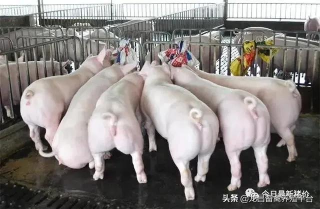 养猪场的小猪不吃食怎么办,养猪户小猪拉稀