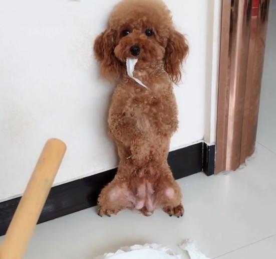 怎么训练泰迪在尿垫上大小便,泰迪幼犬几个月开始训练定点排便