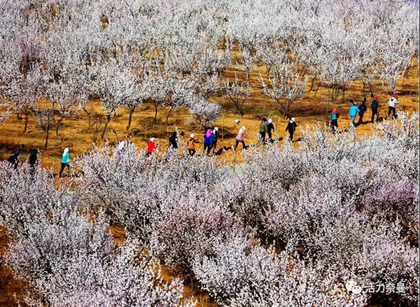 45万奈曼人的名片,太漂亮了!除了中华麦饭石你还知多少?