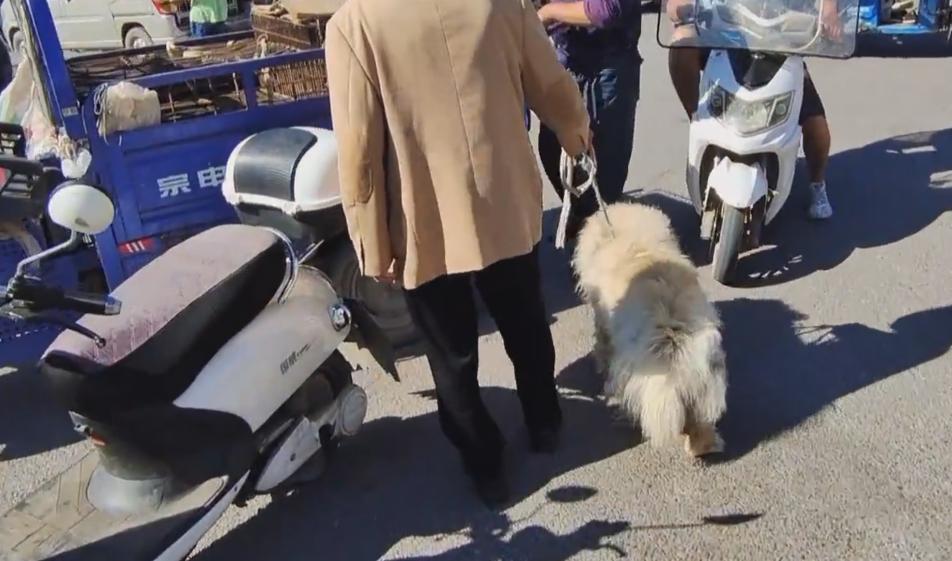 松狮被卖到狗肉馆,松狮被卖到狗肉车