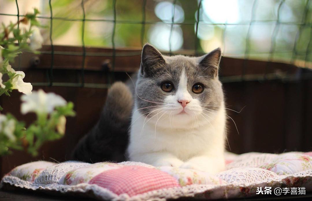 怎么让猫咪学会习惯穿衣,让猫咪在室内快乐生活的小窍门