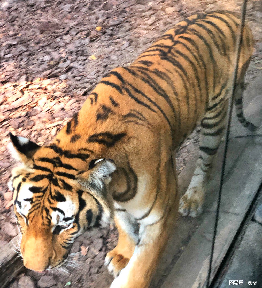 广州长隆游玩超详细亲子游攻略,史上最完整的广州长隆亲子游攻略