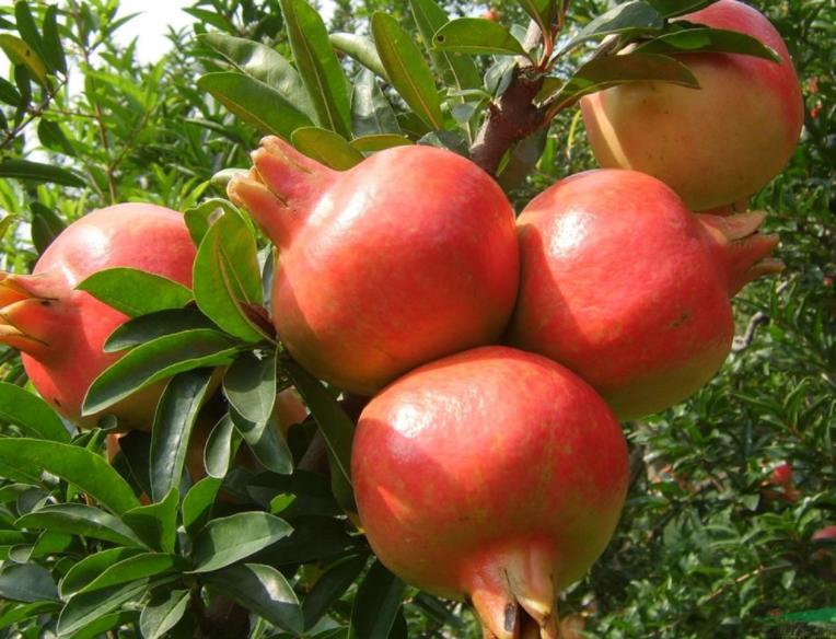 这5种大树，颜值高，经济实用，老一辈人生活经验中见证过的