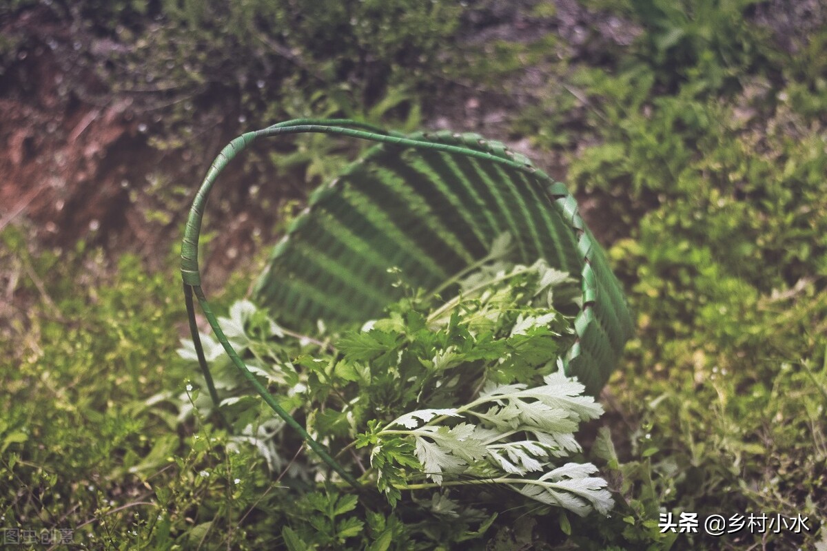 端午节挂艾草你知道有哪些讲究吗,你知道端午节挂艾草有哪些讲究吗
