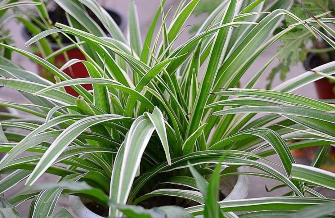 新房子摆放什么植物好养,室内易养绿色植物花卉盆栽