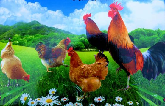 龙胜凤鸡竟“飞”入海鲜市场,“高规格”背后大有文章