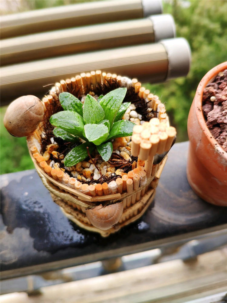 养多肉用什么样的镊子,高手在民间种多肉