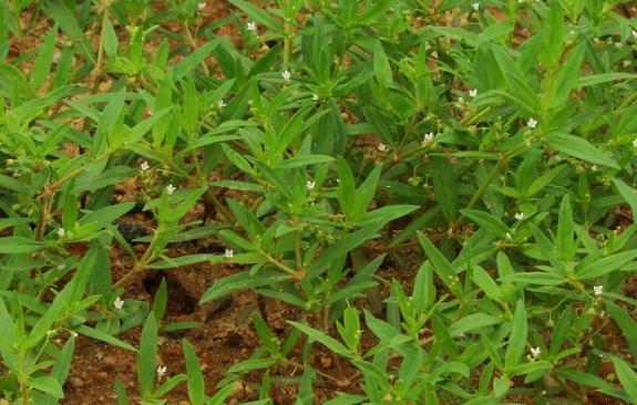 整合——28种青草药,赶快收藏备用!