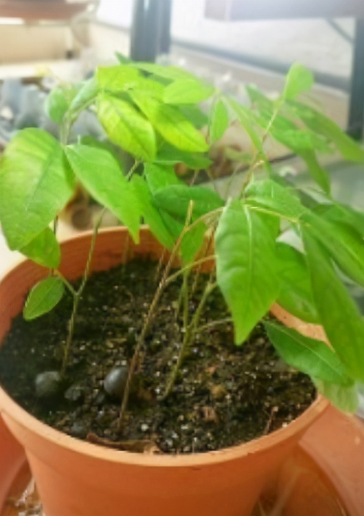 龙眼果树优良品种,龙眼十大品种图片