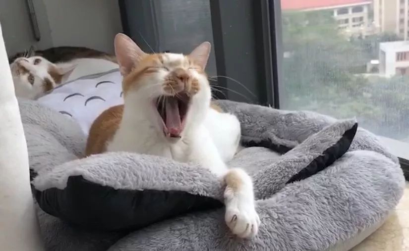 猫咪洗澡前驱虫还是洗澡后驱虫,猫咪体外驱虫和体内驱虫多久一次