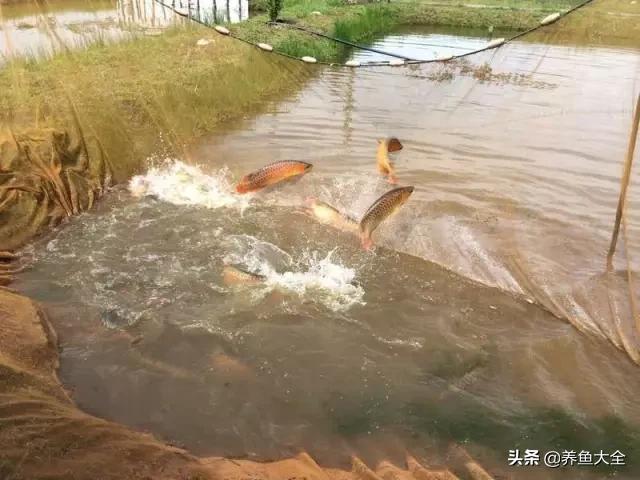 养金龙鱼过程马来西亚,马来西亚养金龙