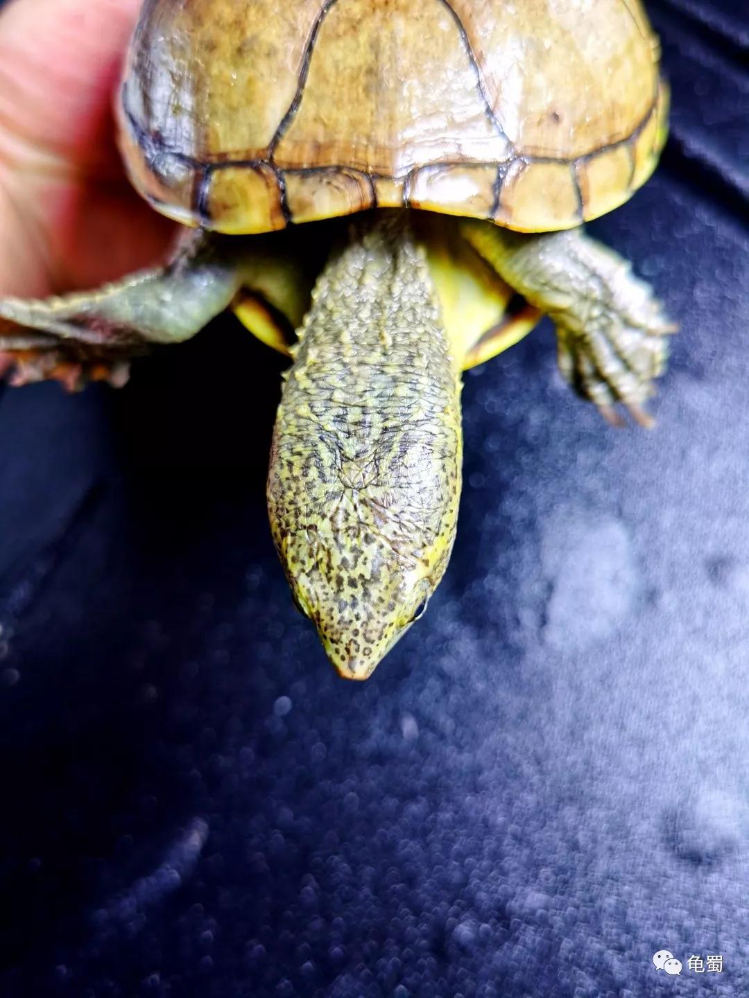 黄泽泥龟为什么冷门,泥龟冷门品种