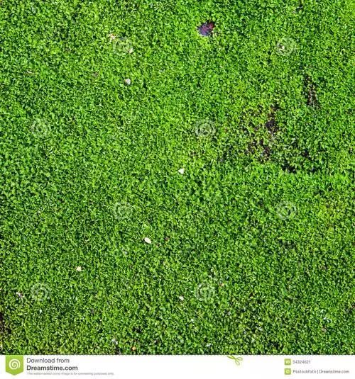 河蟹池塘青苔怎么治,河蟹养殖不良水质的判断方法