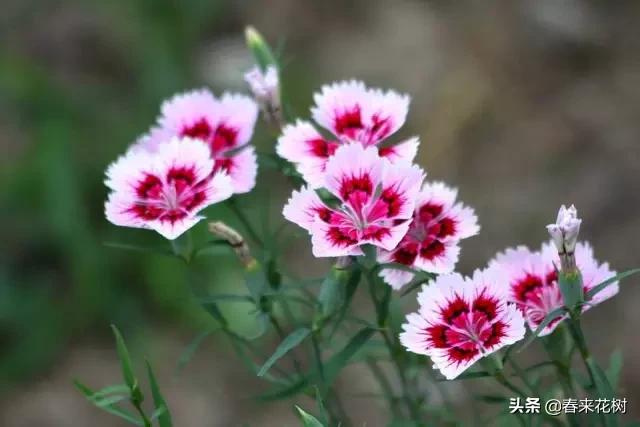 这几种植物越养越值钱,这几种花你养过吗