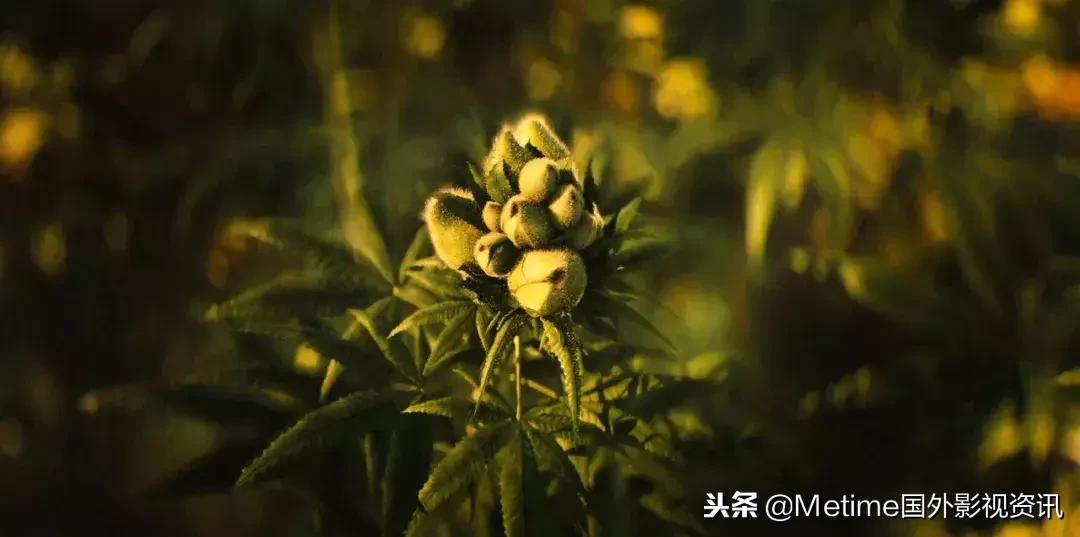 毒枭墨西哥电视剧,毒枭墨西哥第一季哪里看到