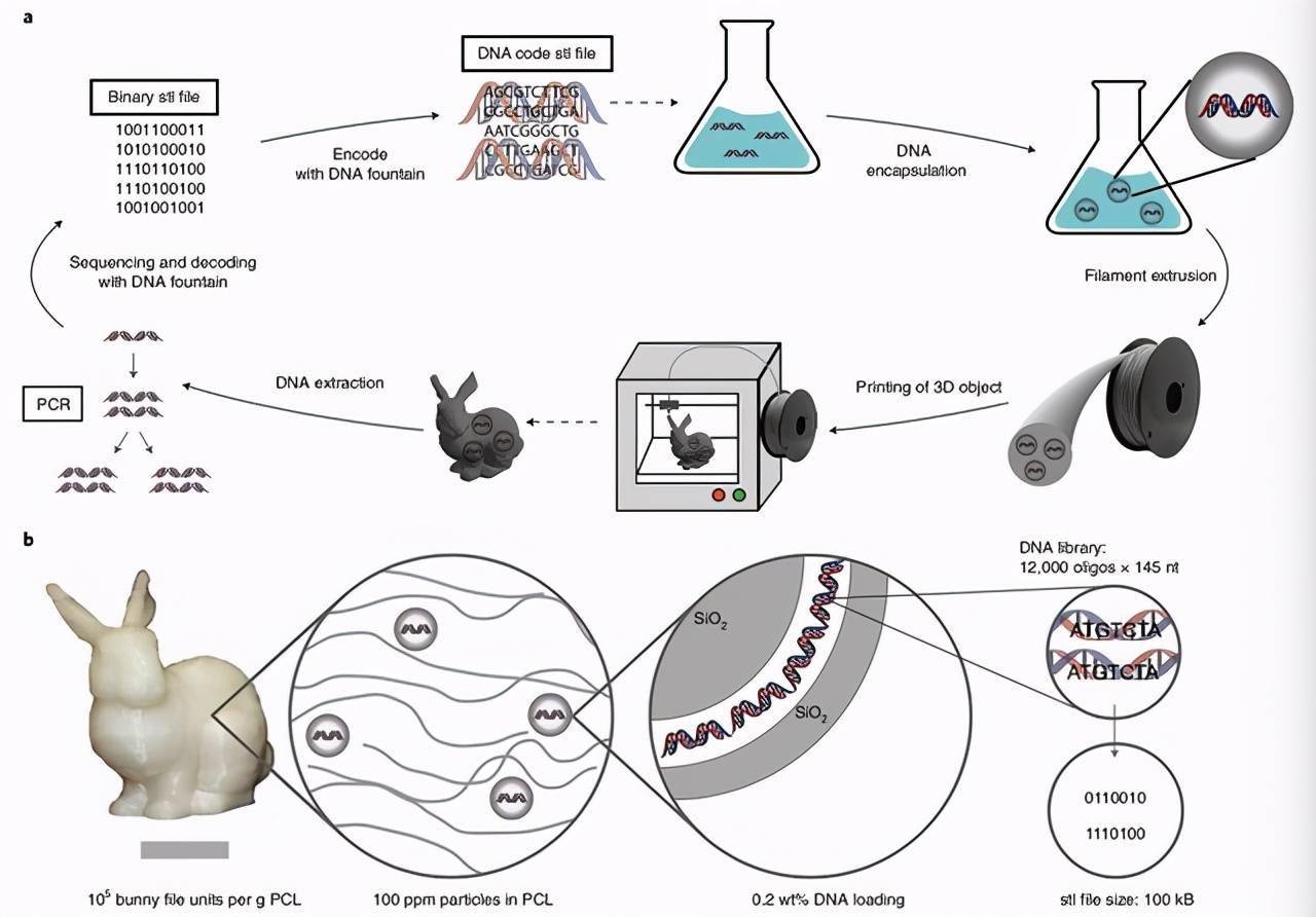 羊水栓塞多见于下列哪种情况,羊水栓塞的临床表现不包括