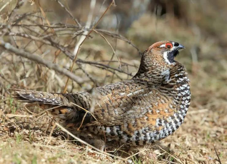 你认识吗丁啉,你认识吗